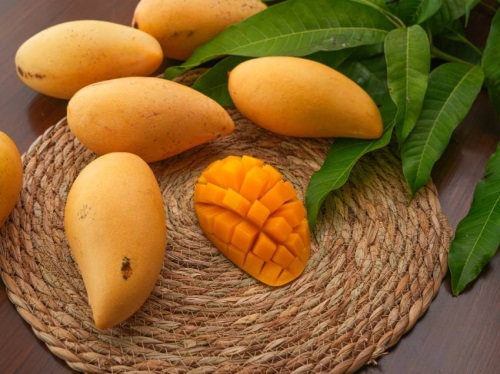 Mango Yetiştiriciliği